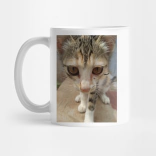 kitten Mug